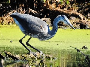 Canon Picture 1of2, Blue Heron
