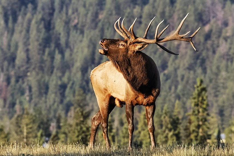 elkcalls1