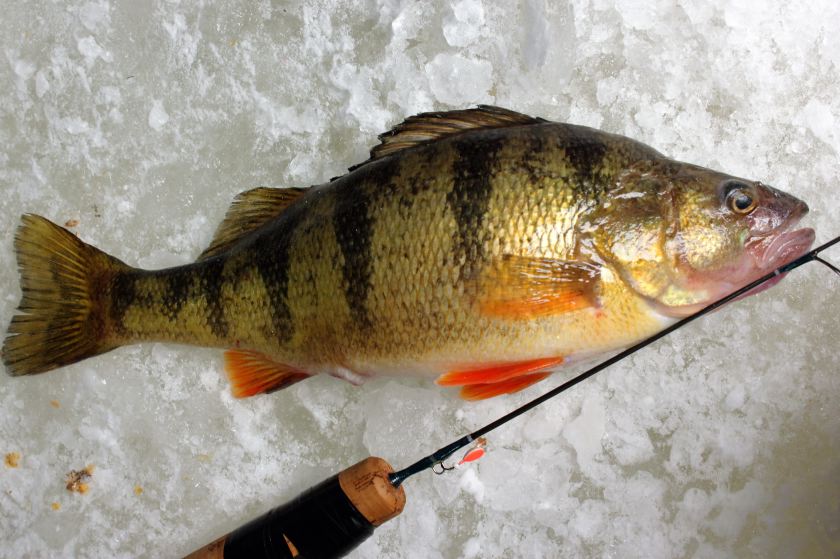 SECRETS of ICE FISHING: Fool Perch with Living Deadstick