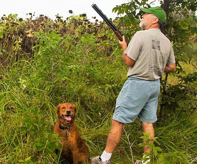 Dove Hunting Opportunities Abound