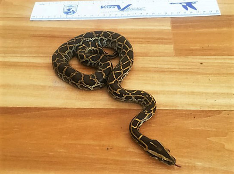 Key Largo – Burmese Python Hatchlings Spotted