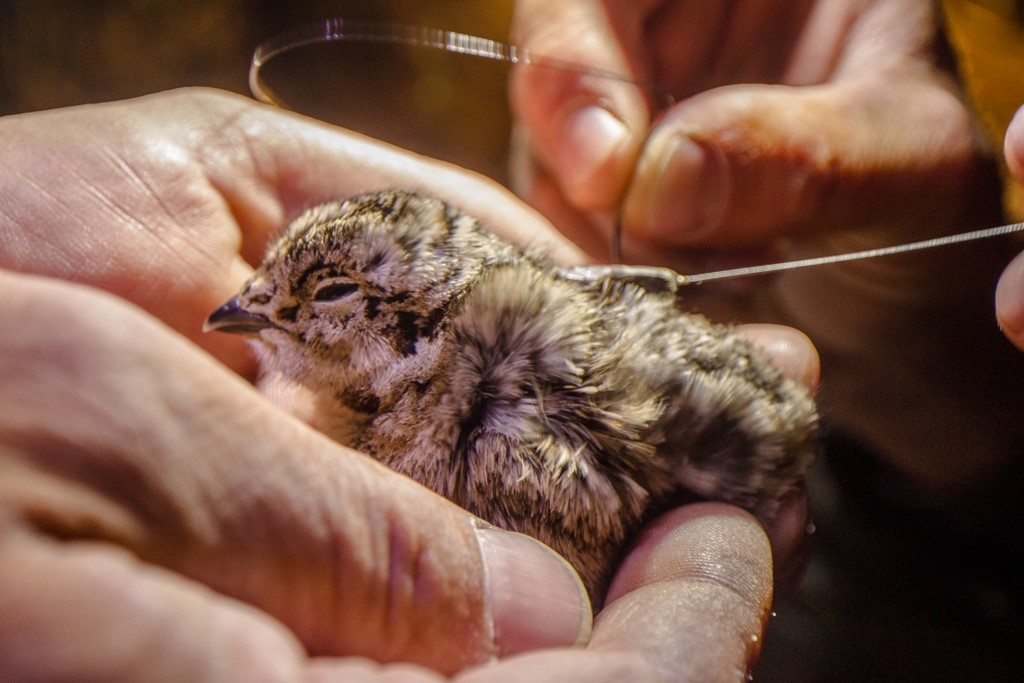Sage Grouse Chicks - How & Why of Tagging (Part 3 of 3)