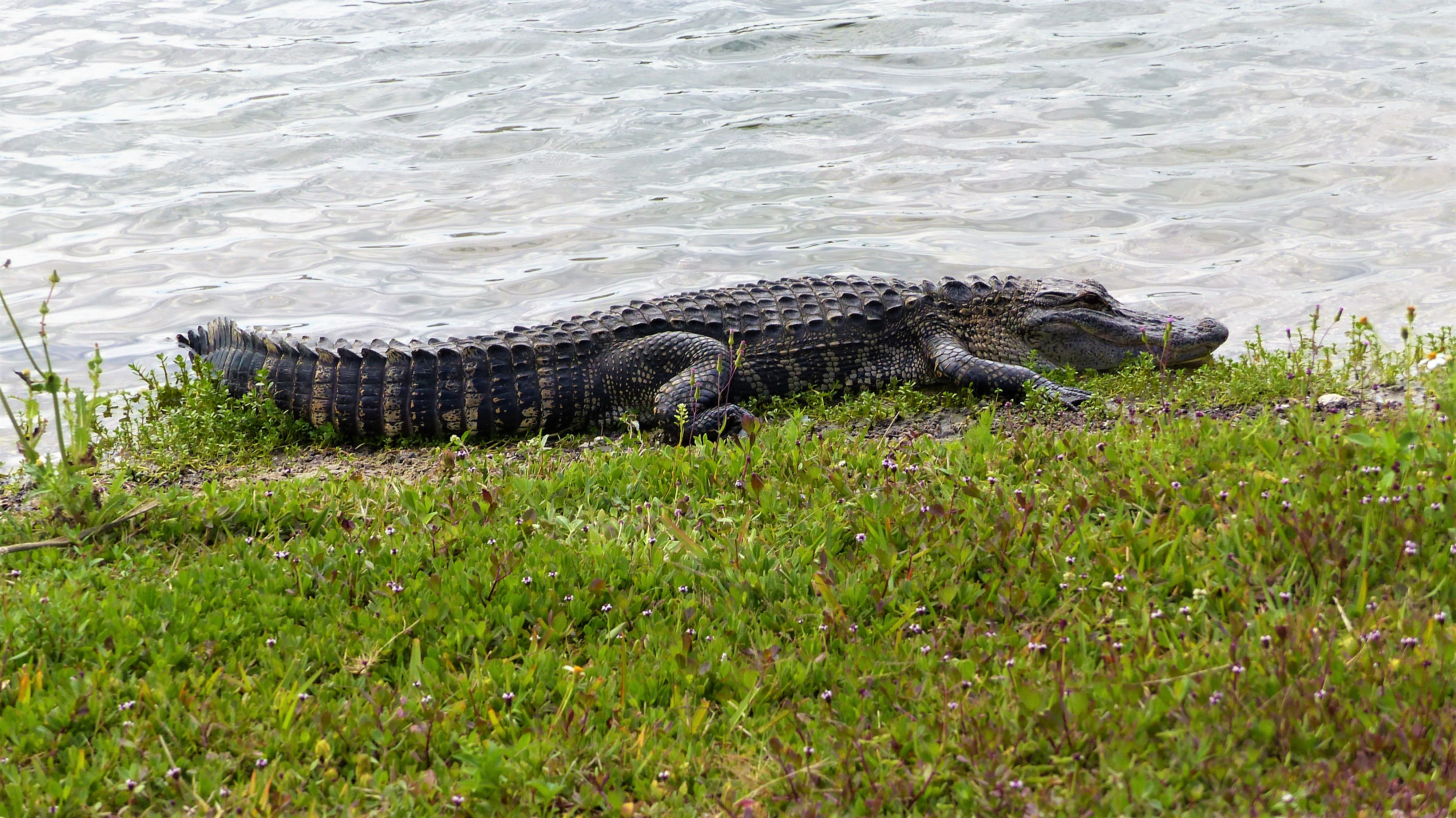 Florida’s statewide alligator harvest begins Aug. 15