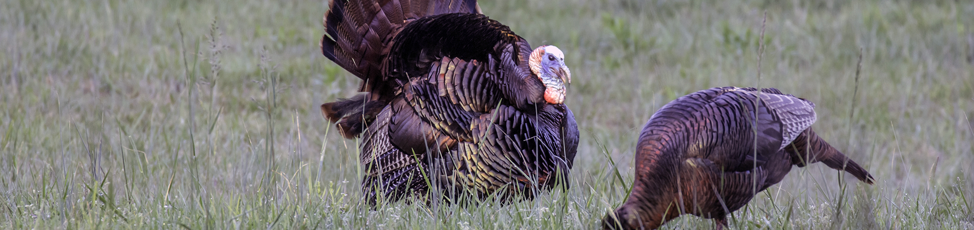 2019 Statewide Turkey Hunting Season Opens March 23...in Georgia