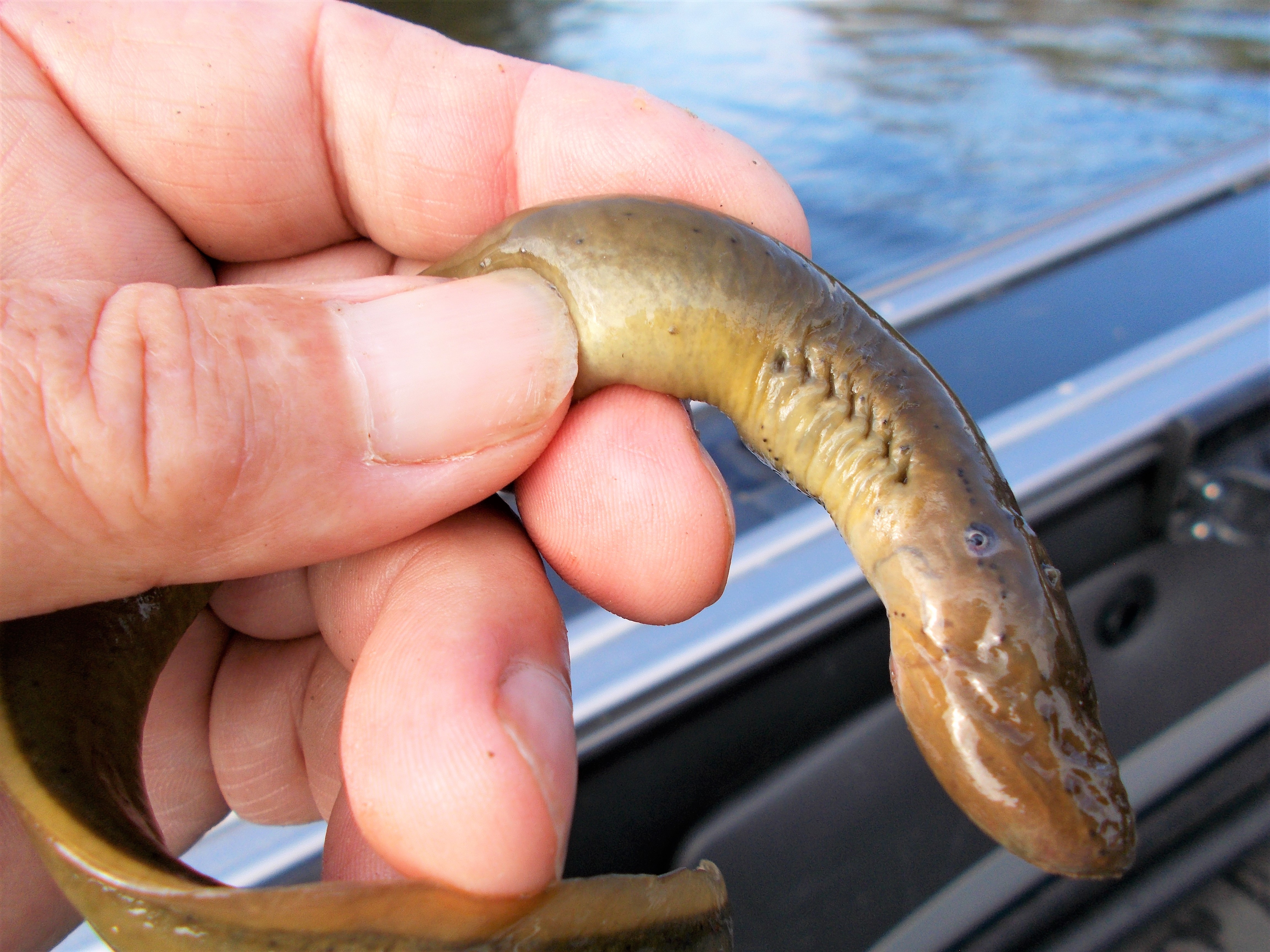 LIVE & LEARN about LAMPREY’S, there are Many Species