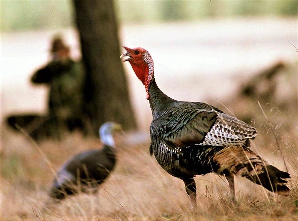 How to Miss a Turkey - Conservation by any other name...here are some TIPS to extend your season!