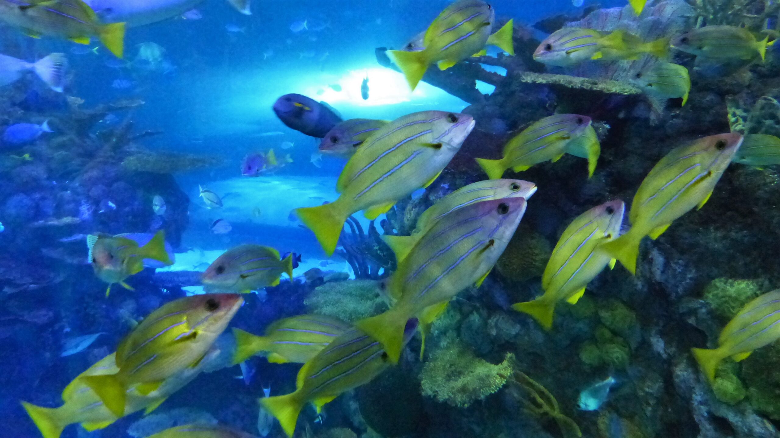 Touch, See and Feel Undersea Life in Branson