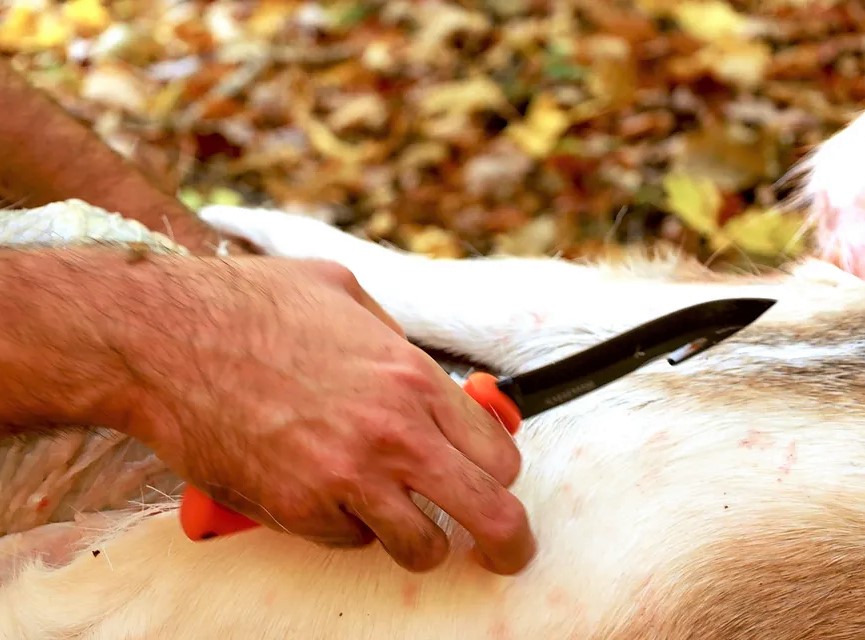 Must-Have Tools For Every Deer Hunter