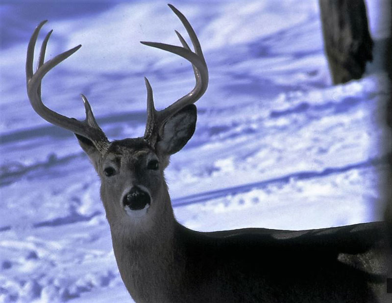 Six Tips for Bowhunting in the Cold - Late Can be Great