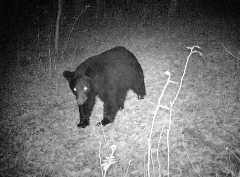 Florida Uses Science/Data to Manage Black Bears