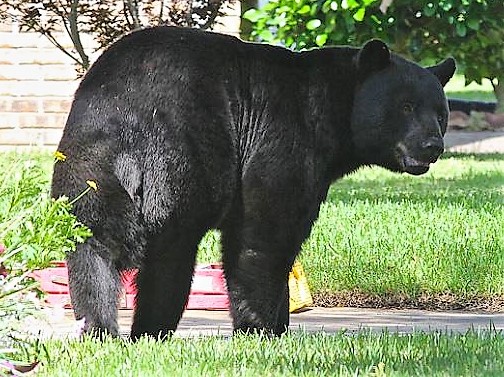 Living with Black Bears in Florida