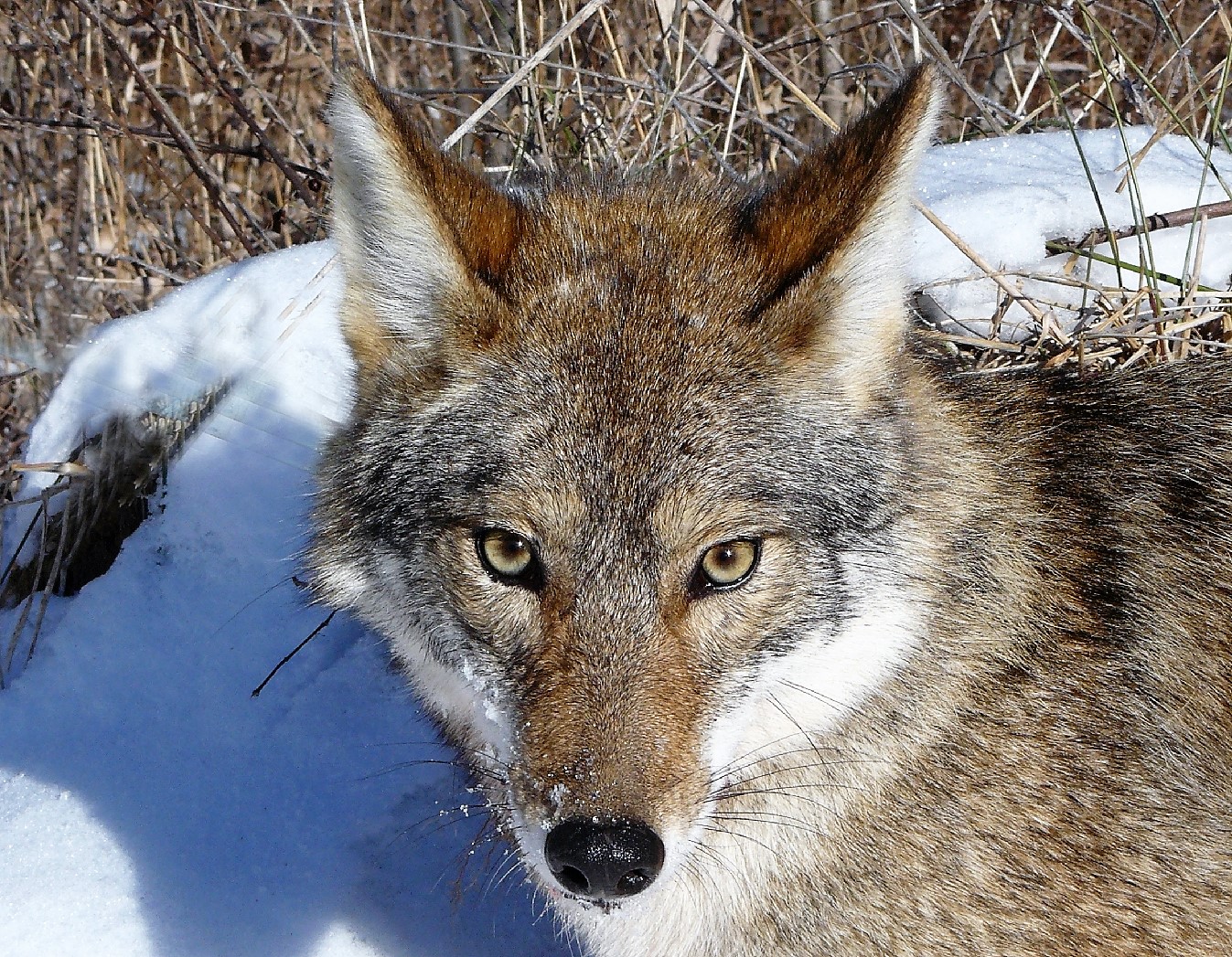 How to Protect your Property from Coyotes