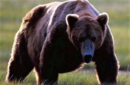 Yellowstone Grizzly Bear Delisting Delayed