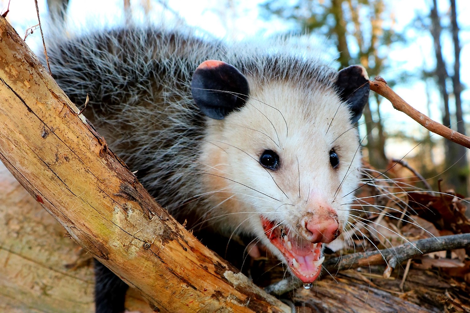 Possums – Odd and Ancient (Part 2 of 2)