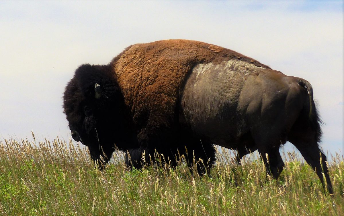 South Dakota auction offers Live Bison, YOU CAN BUY ONE 